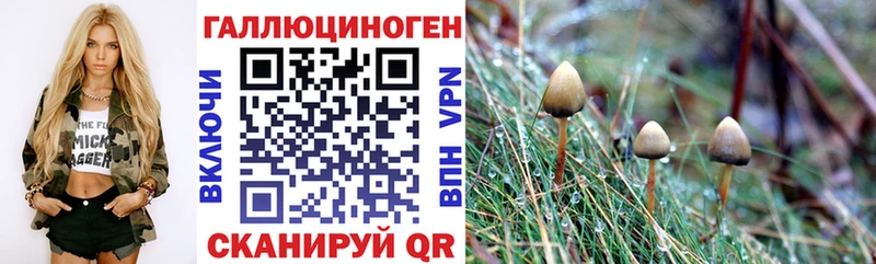 купить   Благодарный  Псилоцибиновые грибы Psilocybe 